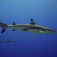 Requin pointes noires:Carcharinus melanopterus