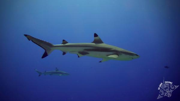 Requin pointes noires:Carcharinus melanopterus