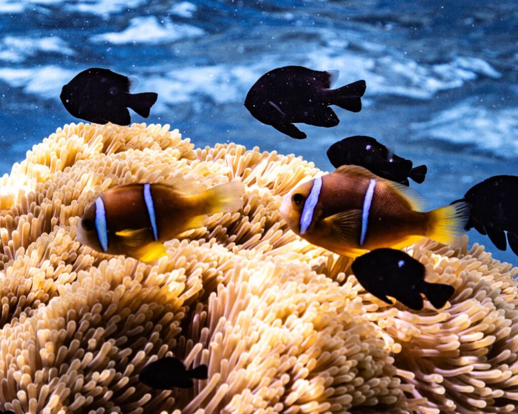 poisson clown polynésie