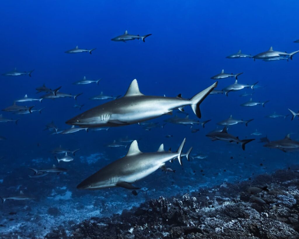 excursion requin moorea
