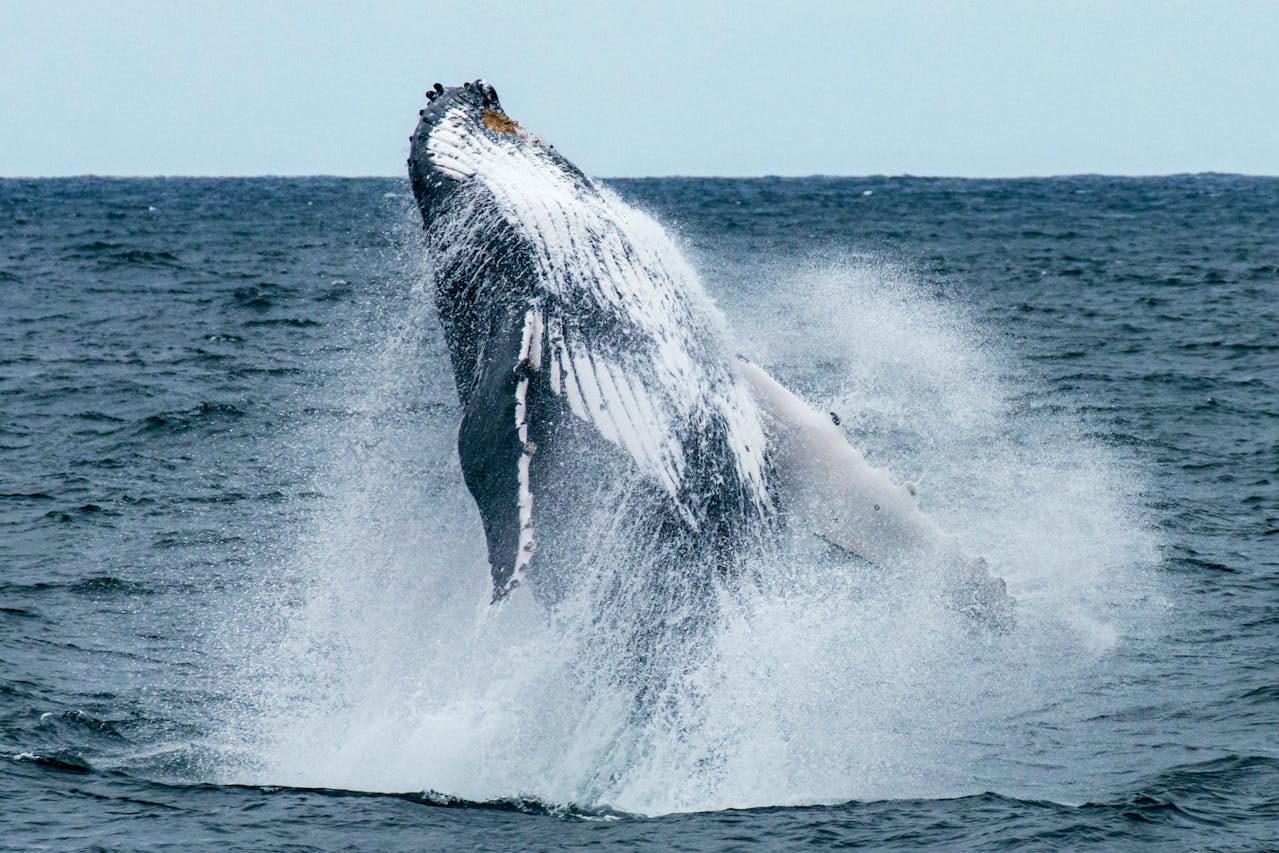 nager baleine moorea