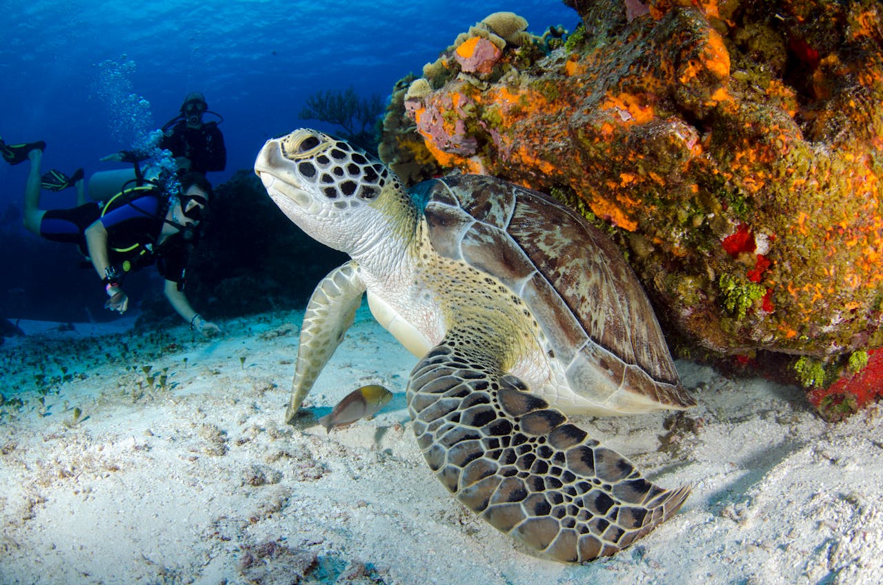 snorkeling tortue moorea