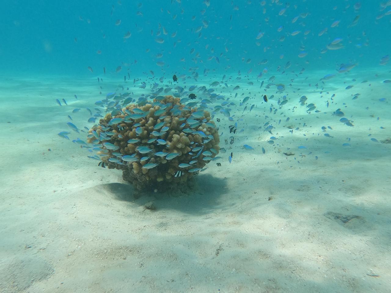 poisson corail lagon moorea
