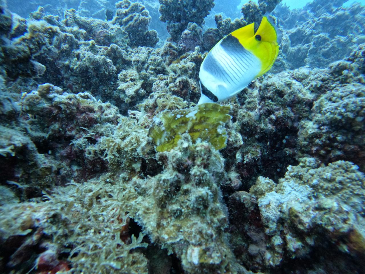 poisson récif coralien