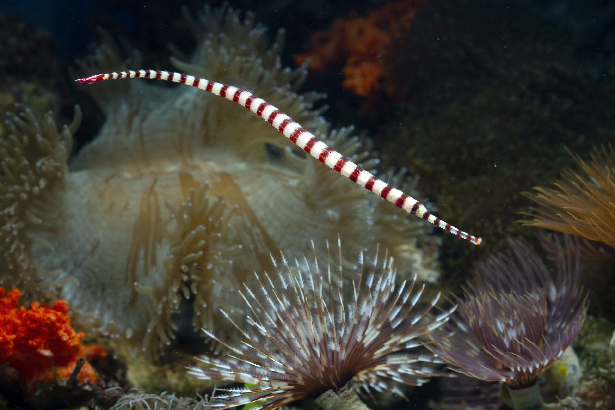 beau-syngnathe-bague-sur-les-fonds-marins-et-les-recifs-coralliens