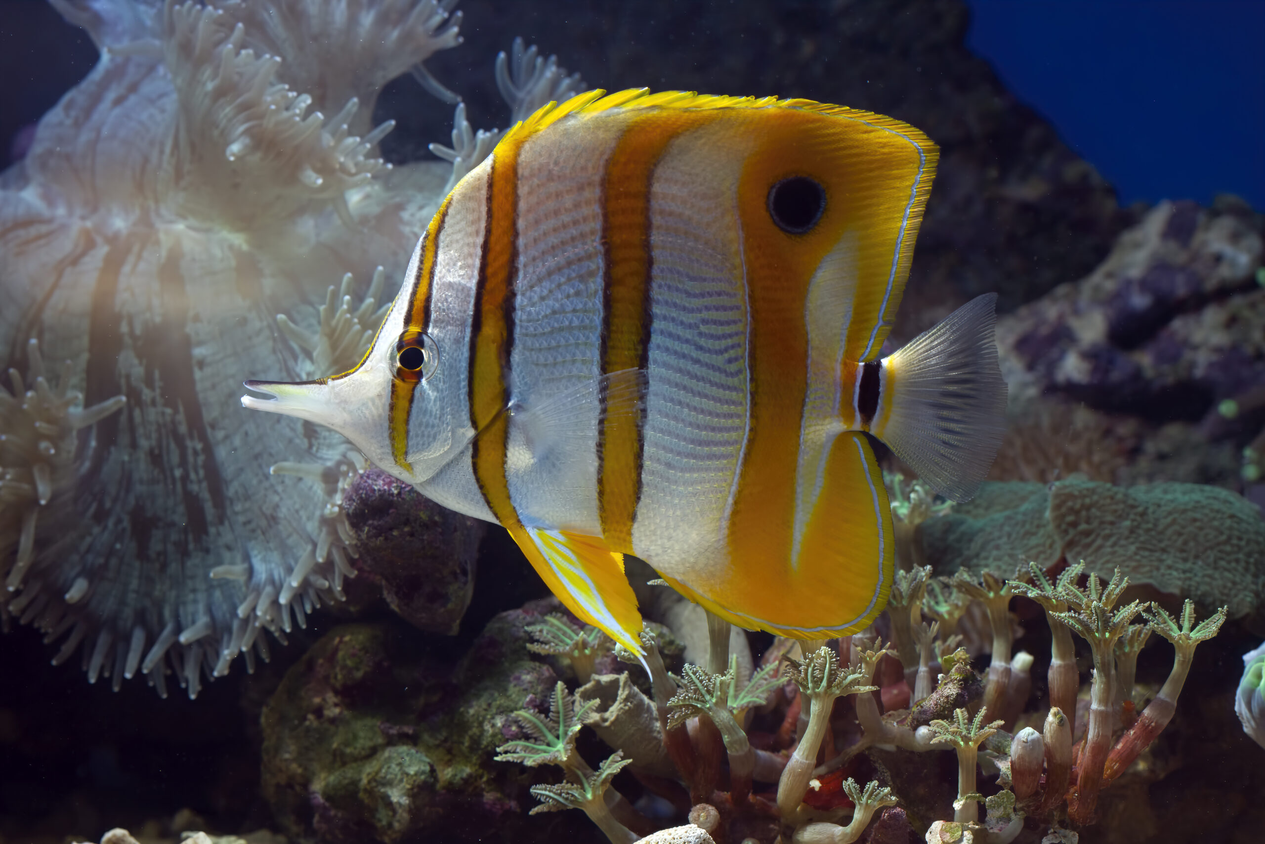 poisson-papillon-a-bande-de-cuivre-chelmon-rostratus