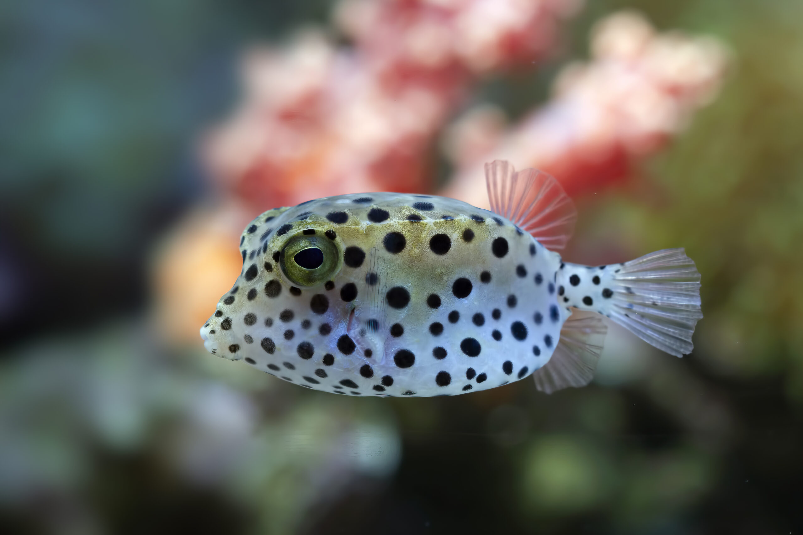 vue-de-face-de-poisson-globe-gros-plan-visage-mignon-de-poisson-globe